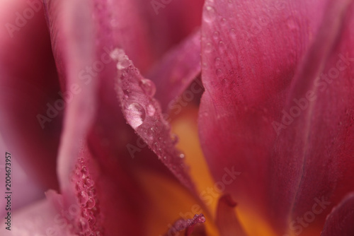 Close-up selective soft focus yellow, pink purple peony Flower bud Petals with Water Drops. Natural art smoke blur background.