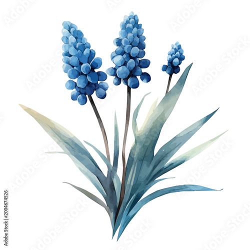 watercolor of Muscari Flower, isolated on a white background.