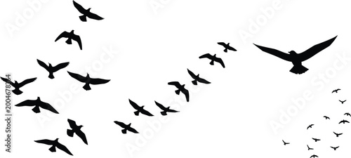 Obraz na plátně Flying bird silhouettes perspective flock isolated on white background near and