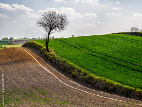 Green fields and rolling hills with one tree under bright sunlight in a farming area during springtime, Roztocze. Poland. Europe.