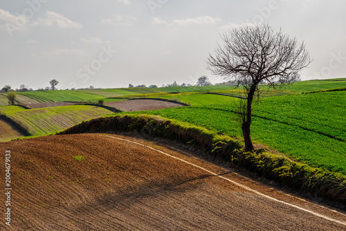 Green fields and rolling hills with one tree under bright sunlight in a farming area during springtime, Roztocze. Poland. Europe.