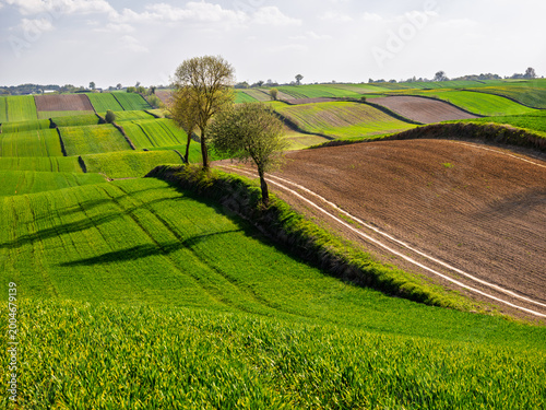 Green fields with trees and shadows in a rural landscape during daytime in spring