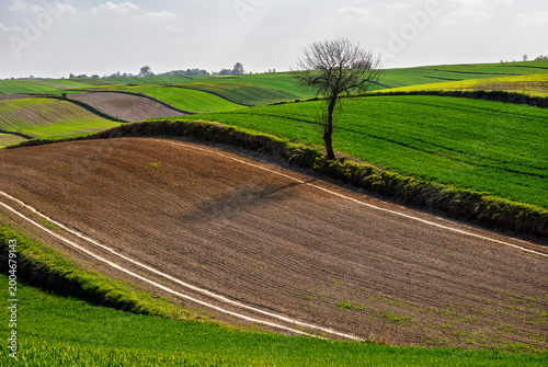 Green fields and rolling hills with one tree under bright sunlight in a farming area during springtime, Roztocze. Poland. Europe.
