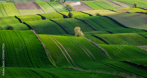 Lush green fields stretch across rolling hills with farm lines under bright sunlight in a rural setting