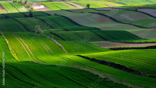 Green fields and rolling hills with one tree under bright sunlight in a farming area during springtime, Roztocze. Poland. Europe.