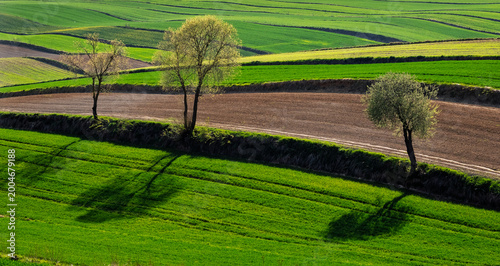 Agricultural landscape in springtime. Green fields and rolling hills with trees under bright sunlight. Furrows from farming create patterns on the land. Roztocze. Poland. Europe.