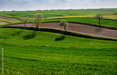 Agricultural landscape in springtime. Green fields and rolling hills with trees under bright sunlight. Furrows from farming create patterns on the land. Roztocze. Poland. Europe.