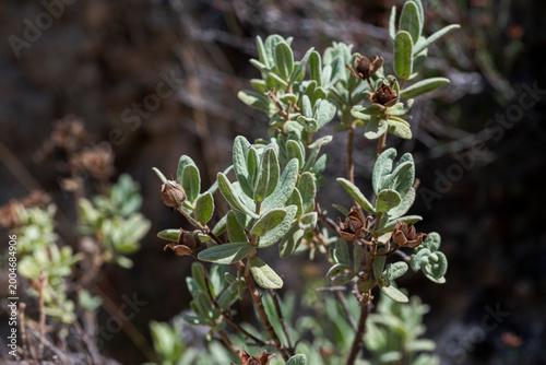 A close-up of Cistus albidus with silvery-green leaves and dry seed capsules on woody stems typical of Mediterranean habitats. Photo taken in Parque natural Hoces del río Duratón, Segovia, Spain