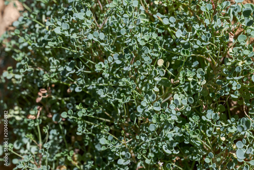 Close-up of Sarcocapnos enneaphylla, a rupicolous Mediterranean plant growing on rocky surfaces. Photo taken in Parque natural Hoces del río Duratón, Segovia, Spain
