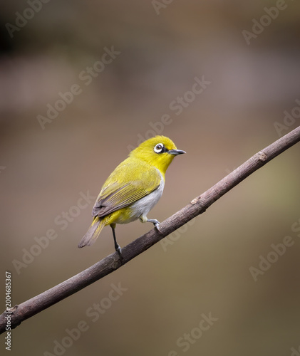 An Oriental White-eye (Zosterops palpebrosus) perched on a tree branch.