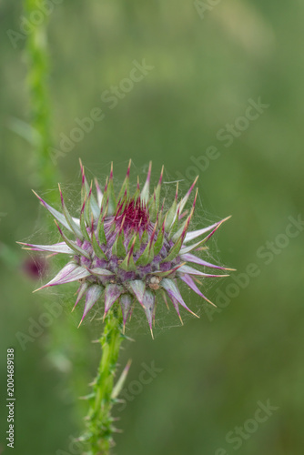 Fotografie Macro of a purple thistle bud about to bloom in a green field