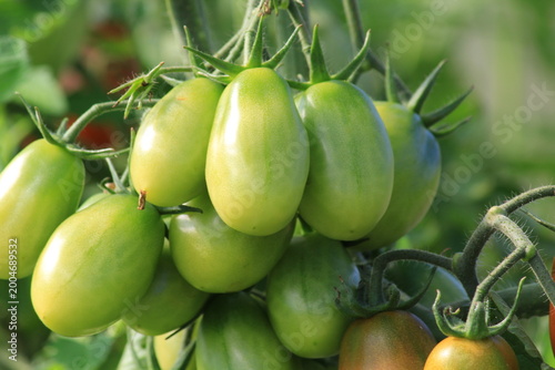 a branch of green tomatoes in a greenhouse