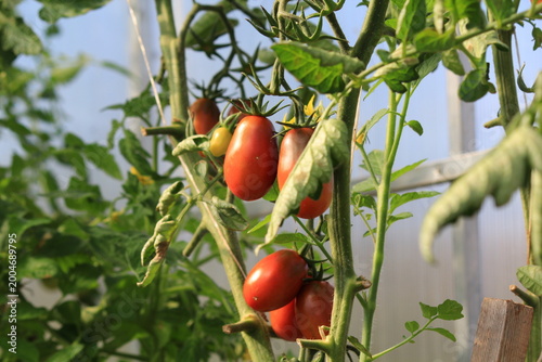 tomatoes in a greenhouse