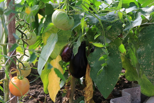 eggplants and tomatoes in a greenhouse on a sunny day in early autumn