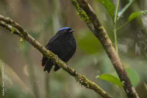 Bild auf Leinwand Velvety Manakin perched on a branch in the Panamanian forest
