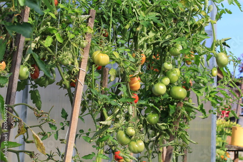 tomatoes in a greenhouse