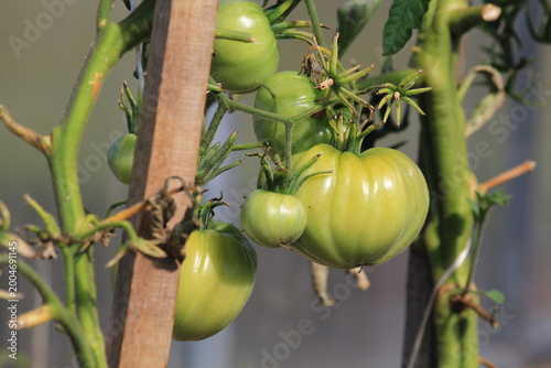 tomatoes in a greenhouse