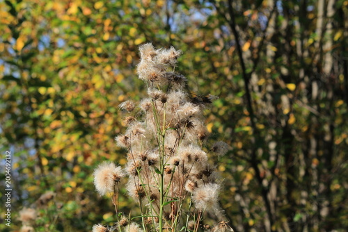 The fluffy inflorescences of the thistle plant on a sunny day in early autumn