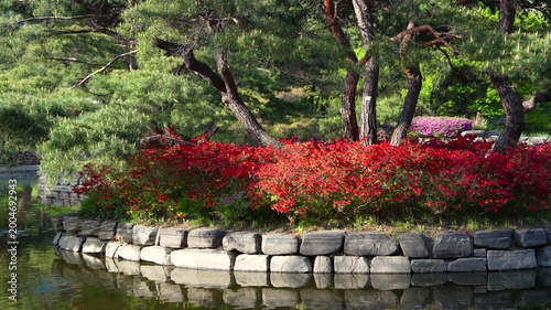 Vivid Red Azaleas Beneath Pine Trees on a Stone-Walled Pond Island in Spring
