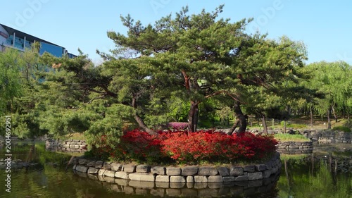 Red Azaleas and Pine Trees on a Stone Island in a Korean Traditional Garden Pond