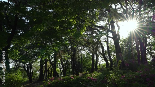 Dramatic Sunburst Through Silhouetted Trees in a Lush Park with Azalea Flowers