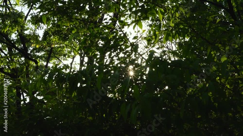 Tiny Sunburst Sparkling Through Dense Green Leaves in a Lush Summer Forest Canopy
