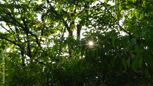 Small Sunburst Glowing Through Dense Dark Foliage in a Shadowy Summer Forest