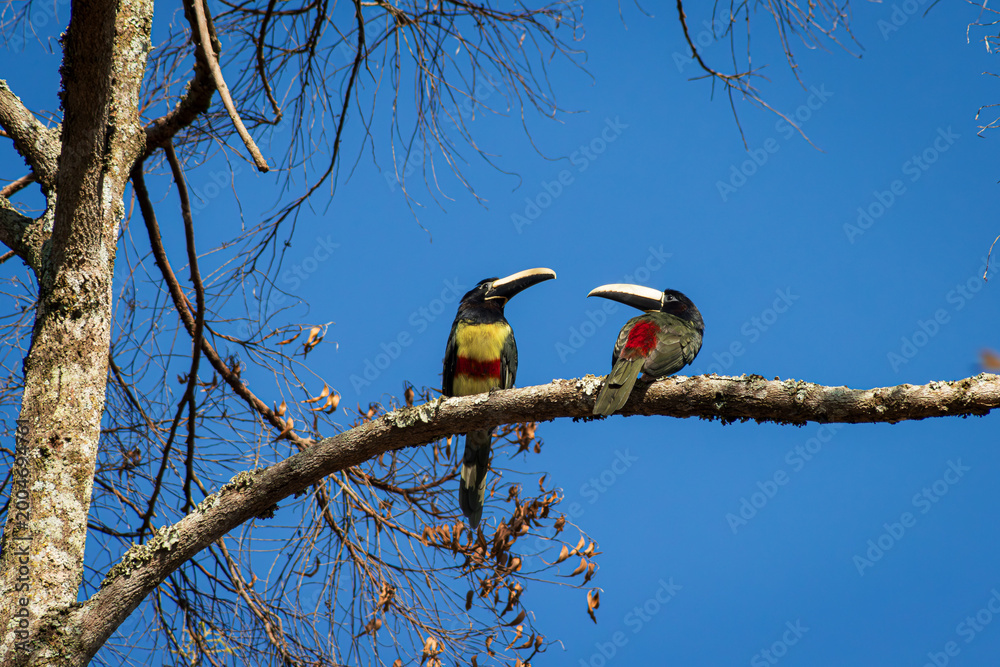 Fototapeta premium Two Black-necked Aracari perched in a tree branch in the early morning, Rio de Janeiro mountains.