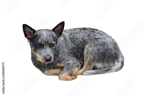 Foto Close-up portrait of a blue Australian Cattle Dog against minimalistic backgroun