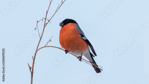 Tableau sur toile red backed shrike