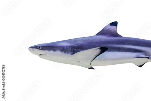 Transparent background shark swimming against a blue-to-darker gradient, mid-swim, facing right, dark blue and gray scales, closed mouth, alert eyes, outlined fins, no other objects or text, even lig