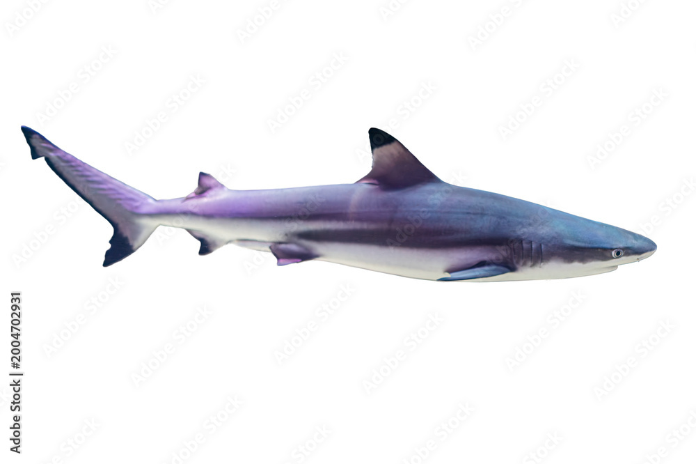 Fototapeta premium A striped blue shark, streamlined for swift movement, swimming in an underwater setting Realistic image style with depth and three-dimensionality
