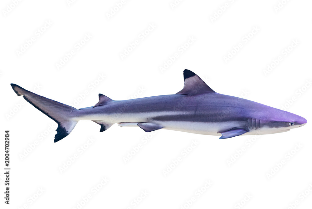 Fototapeta premium Transparent background image of a swimming shark, depicted in blues and grays Light beige background suggests land or beach Naturalistic lighting with reflected light on the sharks body Realistic