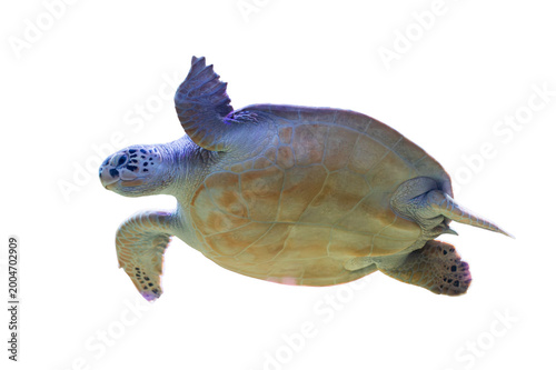 Obraz na plátně A sea turtle floating horizontally on a gray background, with visible scutes on its shell and front flippers and head visible