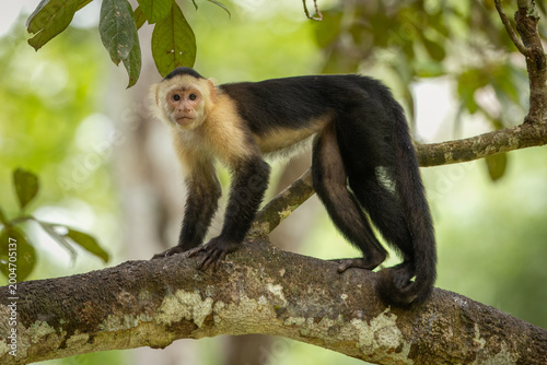Photos White-faced Capuchin perched in a tree in the Panamanian forest
