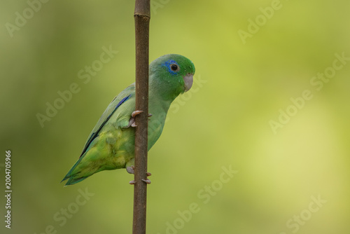 Spectacled parrolet perched on a branch