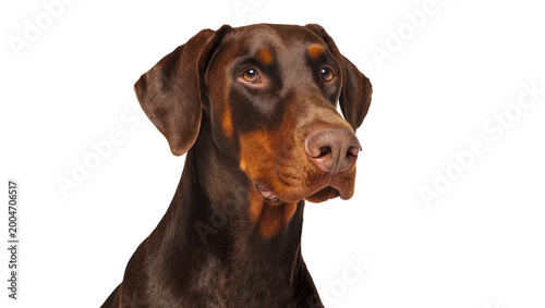 Foto Brown Doberman Pinscher dog head with tan markings, isolated on transparent back