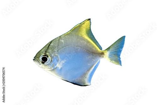 Photos Transparent background, single fish floating, blue body, yellow underbelly, vibr