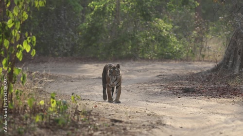 Royal Bengal tiger walking down sandy forest road approaching camera in dappled morning light, India national animal apex predator long take, Bandhavgarh National Park, 4K UHD wildlife B-roll