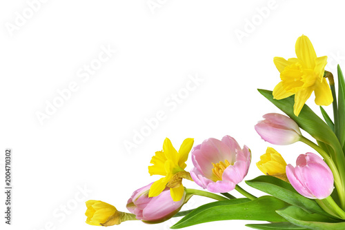 Pink tulip flowers and yell...