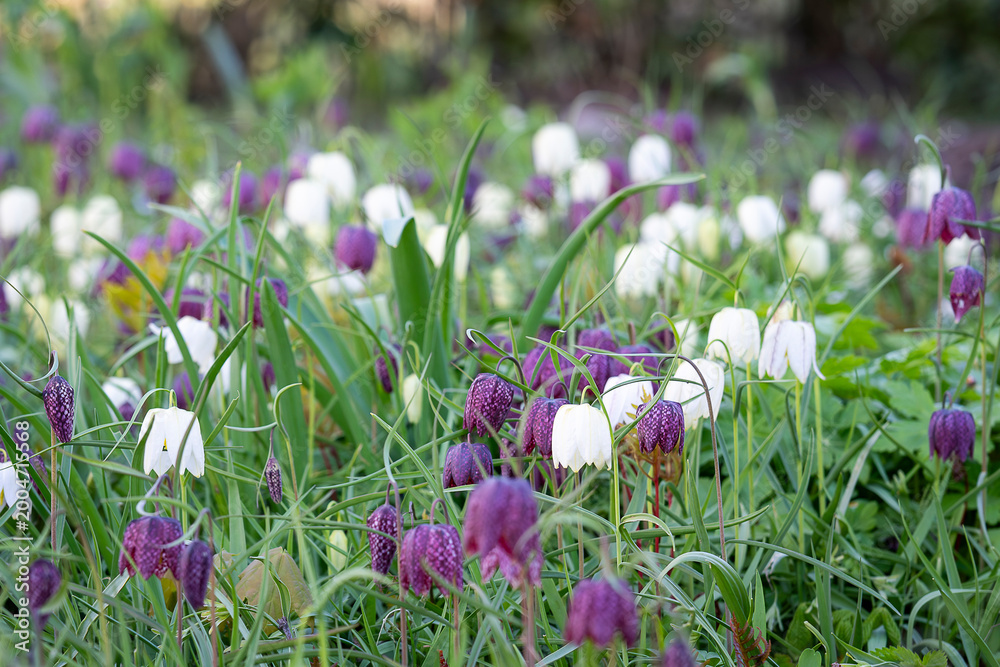 Fototapeta premium Snake’s head fritillary (Fritillaria meleagris) in a meadow at Stockholm’s Garden of the Senses (Sinnenas Trädgård), Sweden. A gentle spring breeze moves through a meadow of fritillaries.