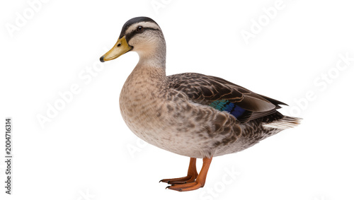 Foto Brown mallard duck with blue wing feathers, isolated on transparent background