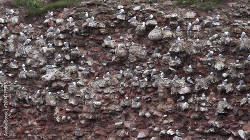 View of the black-legged kittiwake (Rissa tridactyla) colony in Dunbar (Scotland)