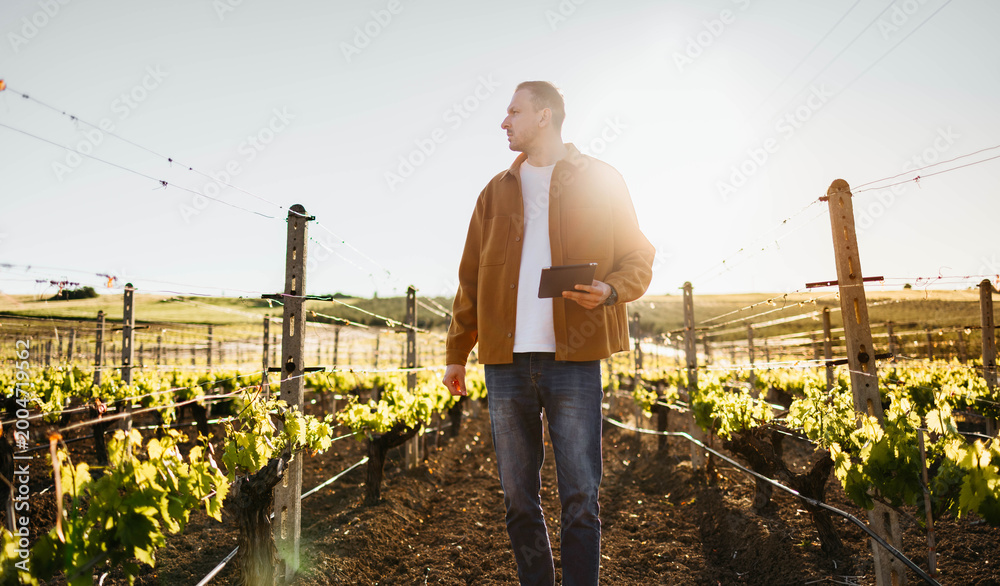 Obraz premium Man inspecting vineyard grapes with digital tablet