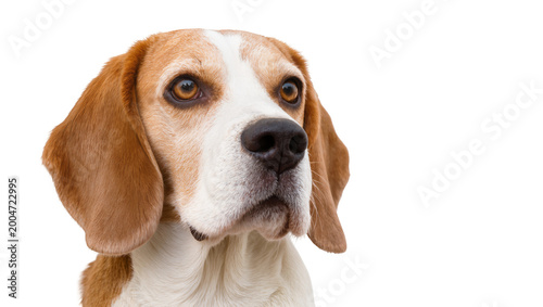 Obraz na plátně Beagle dog portrait with brown eyes and floppy ears, isolated on transparent bac