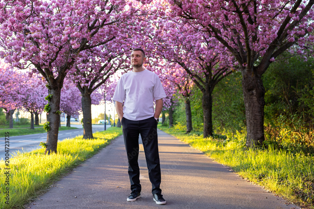 Fototapeta premium Man walking along pink blossom tree avenue in spring park during warm evening sunlight