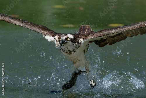 Obraz na płótnie Osprey catching fish in water during hunting action
