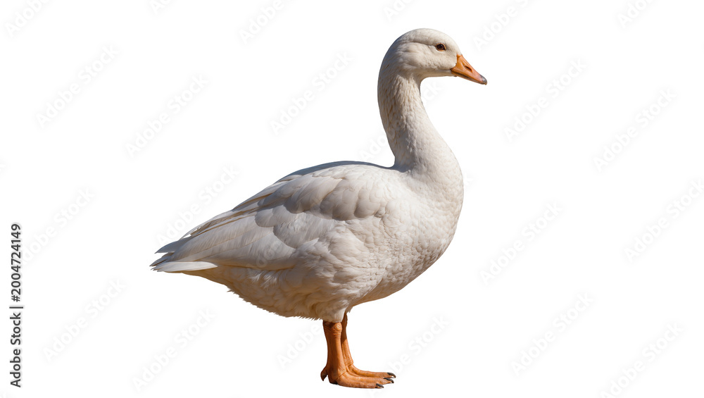 Obraz premium White goose with orange beak and legs, isolated on transparent background