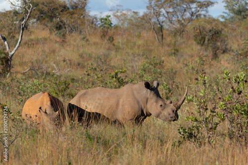 White Rhinos in the South African Bush