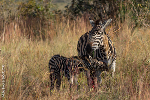 Mother Zebra and Her Newborn Foal